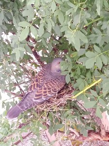 IMG_20170808_083534_R
